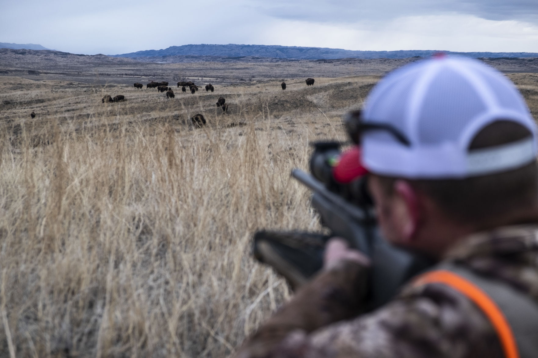 APR Bison Harvest